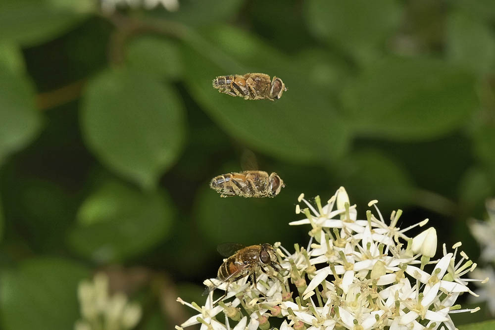 Corteggiamento di syrphidae? 